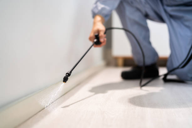 Licensed Wasp Removal service in Chester, SC - Show Me Pest Control